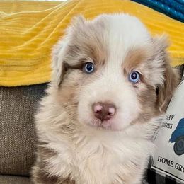 Australian Shepherds from Blissful Blues Australian Shepherds