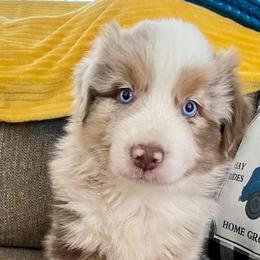 Australian Shepherds from Blissful Blues Australian Shepherds