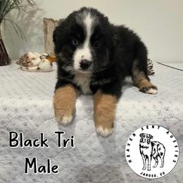 Howard - Black tri male Miniature Australian Shepherd puppy in Jaroso, Colorado from Heaven Sent Aussies