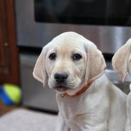 Oscar - Yellow male Labrador Retriever puppy in Seymour, Missouri from Fairview's Precious Pups