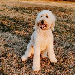 Aussiedoodle, Bernedoodle, Goldendoodle, and Poodle All Grown Up from Riverbend Doodles