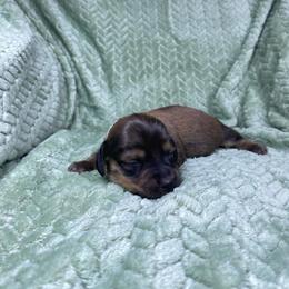 Jaeger - Red male Dachshund puppy in Richmond, Virginia from Paw Prints