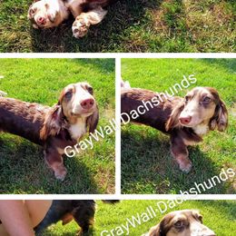 Auggie - Dachshund