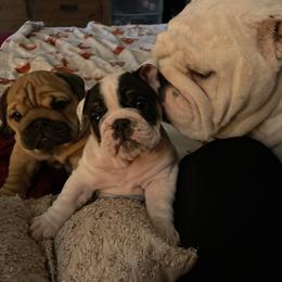 Mei Mei - White female Bulldog puppy in Jacksonville, Florida from Semper Fi Bulldogs