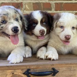 Australian Shepherds from Kicking K Aussies