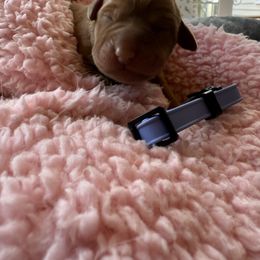 Lilac - Yellow female Labrador Retriever puppy in Weare, New Hampshire from Emily's Labrador Retrievers