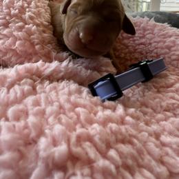 Lilac - Yellow female Labrador Retriever puppy in Weare, New Hampshire from Emily's Labrador Retrievers