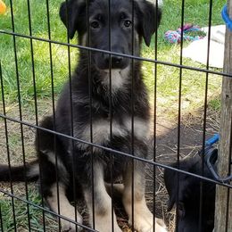 German Shepherd Puppies from Ca-She Shepherds