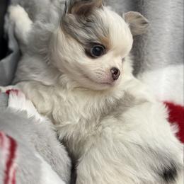 Elio - Blue merle male Chihuahua puppy in Newport Beach, California from Exotic City Pomeranians and chihuahuas