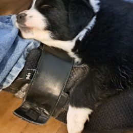 Australian Shepherds from Stice's Australian Shepherds