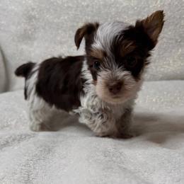 Dex - Chocolate, tan and white male Yorkshire Terrier puppy in Walker, Louisiana from Precious Yorkies