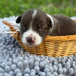 Red girl 1,200 - Red female Border Collie puppy in Nashville, Arkansas from Whisenhunt Farms