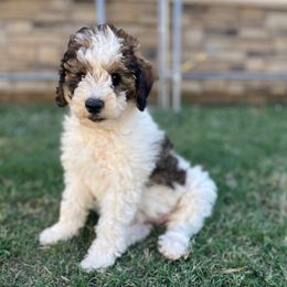 Maple - Black and white female Bernedoodle puppy in Springtown, Texas from North Texas Puppies
