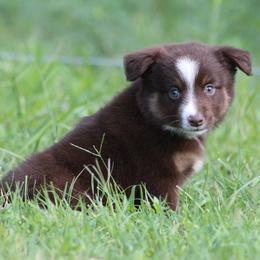 Jenga - Red tri female Miniature Australian Shepherd puppy in Quapaw, Oklahoma from Rocky Hill Aussies
