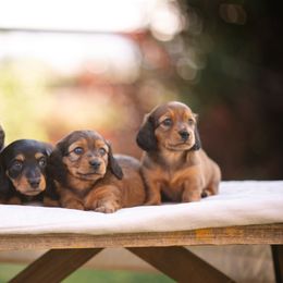 Dachshund Puppies from Winnie’s Weenies