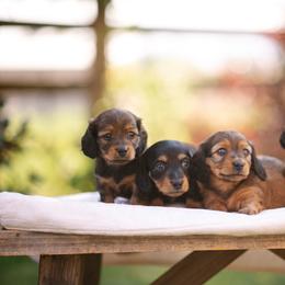 Dachshund Puppies from Winnie’s Weenies