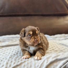 Meleys - Red tri female Miniature Australian Shepherd puppy in Cody, Wyoming from Quartz Creek Aussies
