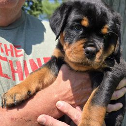 Lavender - Black and mahogany female Rottweiler puppy in Clarksburg, West Virginia from Vom Peiffley Rottweilers, LLC