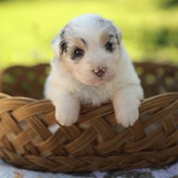 Girl 3 - Blue merle female Australian Shepherd puppy in Bagley, Iowa from Diamond M Aussies