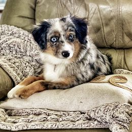 Paisley - Miniature Australian Shepherd