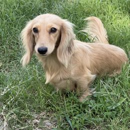 Shimmer - Dachshund