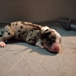 Stone (brown) - Blue merle male Australian Shepherd puppy in Okeechobee, Florida from Rothsolid Puppies