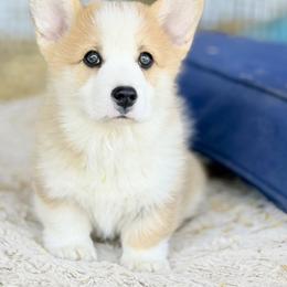 Mikey - Red male Pembroke Welsh Corgi puppy in Inola, Oklahoma from Pine Lane Pembrokes