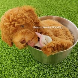 Cavapoo puppies from Halo's Heroes Doodles