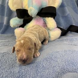 Mr. Black - Cream male Goldendoodle puppy in Blue Springs, Missouri from Farmstead 51