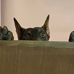Doberman Pinscher All Grown Up from Kiziah Dobermans