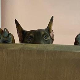 Doberman Pinscher All Grown Up from Kiziah Dobermans