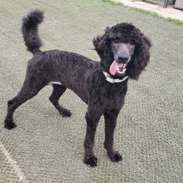 Raven - Black female Poodle puppy in Kyle, Texas from Serenity Rose Poodles