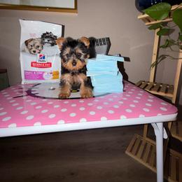Girl 1 - Black and tan female Yorkshire Terrier puppy in Chino Hills, California from Chino Hills Yorkies