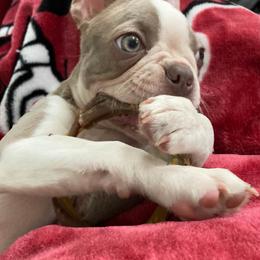 Boston Terrier Puppies from Lola’s House of Bostons & Rescue