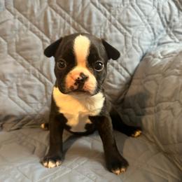 Boy 3 - Black brindle and white male Boston Terrier puppy in Brookville, Ohio from Best Friend Bostons