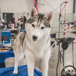 Cato - Gray and white female Siberian Husky puppy in Front Royal, Virginia from North River Siberians
