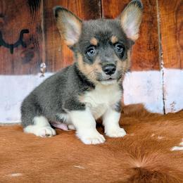 Matthew Cuthbert - Gray and white male American Corgi puppy in Paden, Oklahoma from Sunray Ranch
