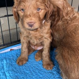 Goldendoodle Puppies from Penny Doodles