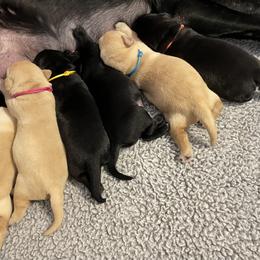 Labrador Retriever Puppies from Crout Kennels