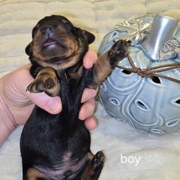 Boy - Black and tan male Dachshund puppy in Greer, South Carolina from Dora's Dachshunds