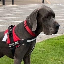 Great Danes from Genai Great Danes