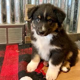 Frank - Black tri-color male Australian Shepherd puppy in Preston, Idaho from KC Bar Ranch Aussies