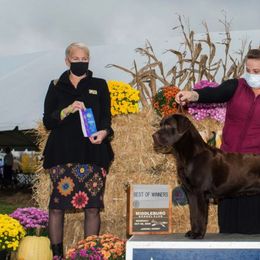 Labrador Retriever All Grown Up from EverOak Labradors