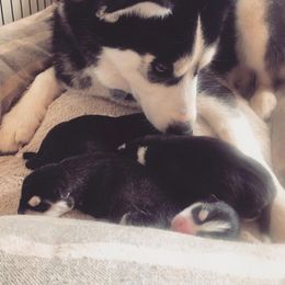 Siberian Husky Puppies from Husky Rose