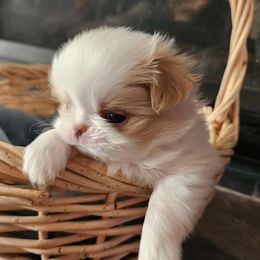 Japanese Chin puppies from Rochan’s Japanese Chins