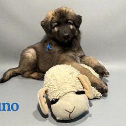 Bruno - Black and tan male Shiloh Shepherd puppy in Lancaster, Ohio from Brick Chapel Shilohs