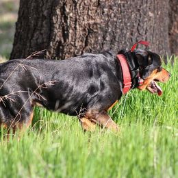Buzz - Rottweiler