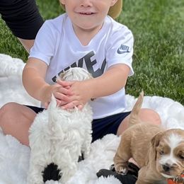 Cockapoo Puppies from Maple’s Cockapoo Puppies