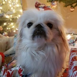 Pekingese All Grown Up from Debbie Jansen's Pekingese