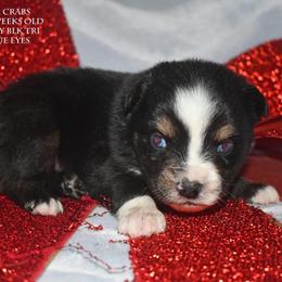 Mr Crabs - Black tri male Miniature Australian Shepherd puppy in Patterson, North Carolina from DreamLine Aussies